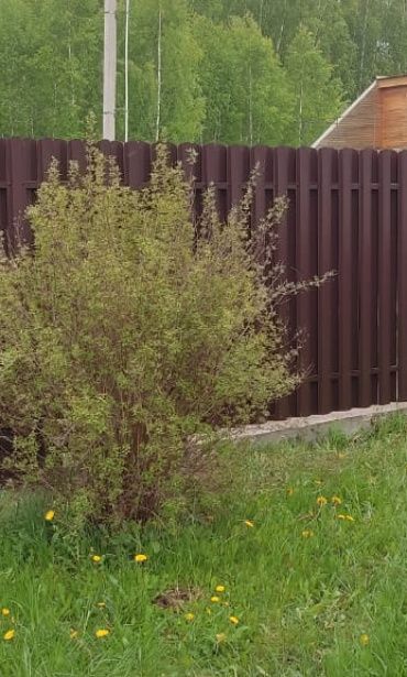 Фото забора из евроштакетника для дачи